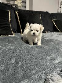 Maltese toy