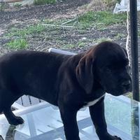 Cane corso