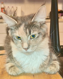 Maine coon blù con crema