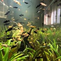 Pesci platy neri