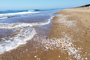 Sabaudia solo affitti