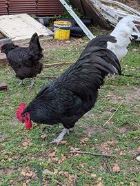 Coppia Australorp