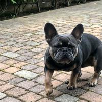 Monta bulldog francese