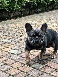 Monta bulldog francese