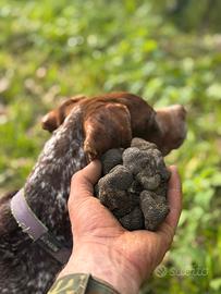 Bracco pointer da tartufo