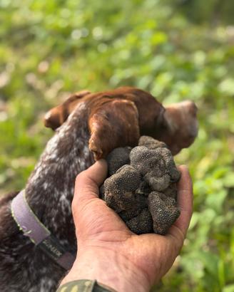 Bracco pointer da tartufo