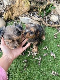 Cuccioli di Yorkshire merle