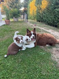 Cuccioli di border collie