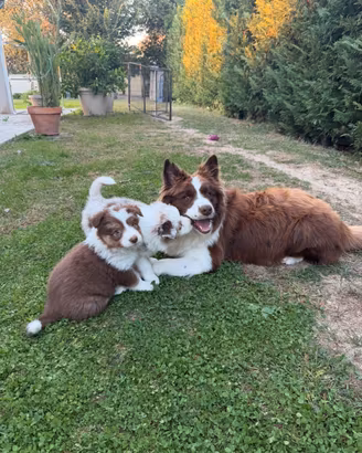 Cuccioli di border collie