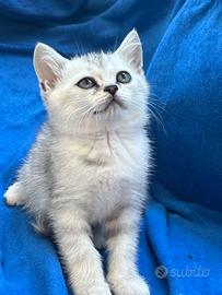 Scottish fold/straight