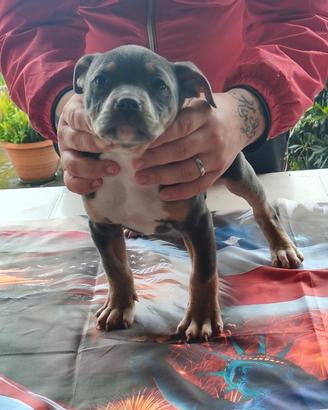 Pitbull