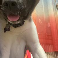 Akita americano accoppiamento