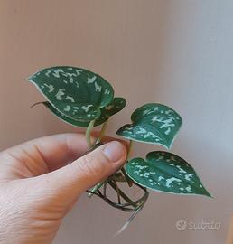 Getti di piante Pothos e Scindapsus Pictus
