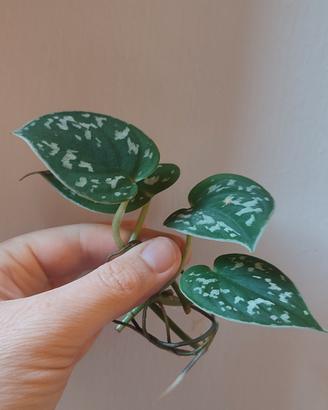 Getti di piante Pothos e Scindapsus Pictus