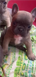 Cucciolo bulldog francese