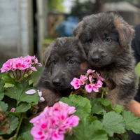 Blue German Shepherd