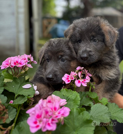 Blue German Shepherd
