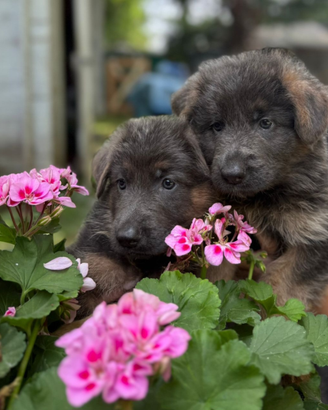 Blue German Shepherd