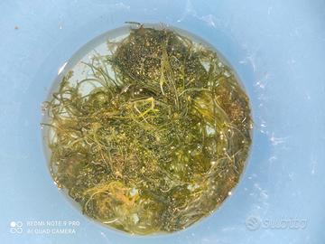 Macroalghe Caulerpa RACEMOSA filtro alghe