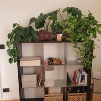 Scaffale/casellario/libreria/pensile legno venghé