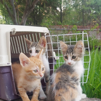 Cucciolata di gattini di 2 mesi e mezzo