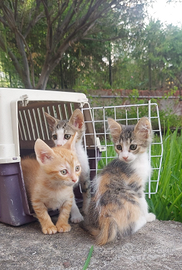 Cucciolata di gattini di 2 mesi e mezzo