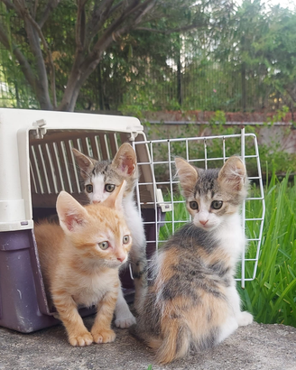 Cucciolata di gattini di 2 mesi e mezzo