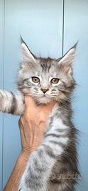 Maine coon