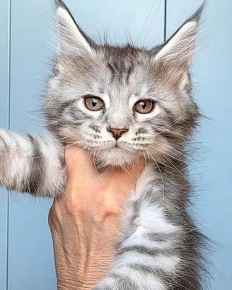Maine coon
