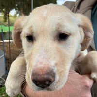 Cucciola da Border collie per Labrador