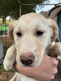Cucciola da Border collie per Labrador