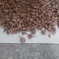 Bulbi Zafferano Origine Navelli
