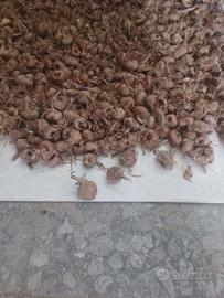 Bulbi Zafferano Origine Navelli