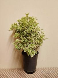 Pittosporum tenuifolium variegatum