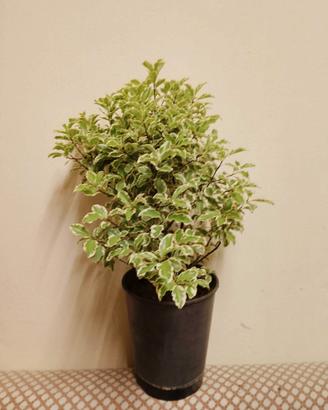 Pittosporum tenuifolium variegatum