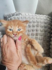 Splendidi gattini tipo Angora Turco
