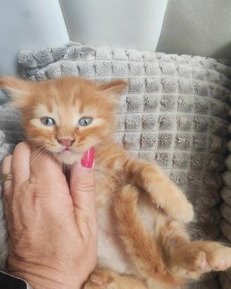 Splendidi gattini tipo Angora Turco