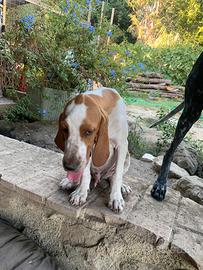 Bracco italiano
