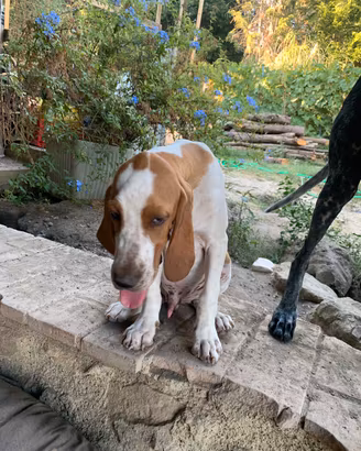 Bracco italiano