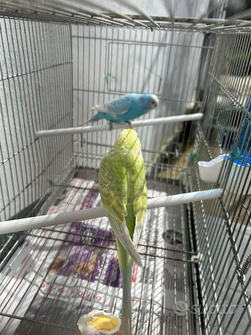 Coppia Cocorite - Animali In vendita a Napoli