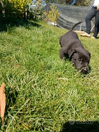 Cuccioli incrocio dogo argentino e pittubul