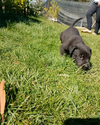 Cuccioli incrocio dogo argentino e pittubul