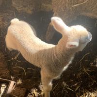 Agnelli da allevamento