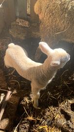 Agnelli da allevamento