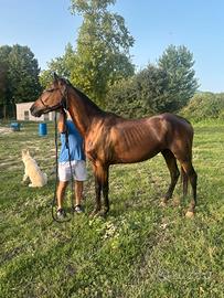 Cavallo spagnolo