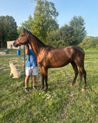 Cavallo spagnolo