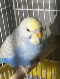 Giovane cocorito