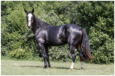 Sella italiana con documento