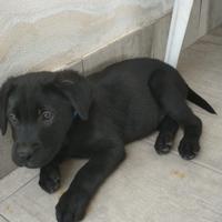 Vendita cucciolo maschio Labrador