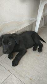 Vendita cucciolo maschio Labrador